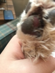 Paw help