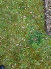 Clueless- help me fix my grass please!