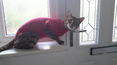 Horace the bengal beast