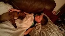 Why do people continue to get get certain breed of dogs?
