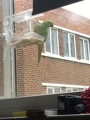 ...to have fallen in love with parakeets