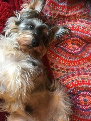 Best family dog breed suggestions please