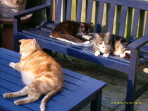 19 cats. Anyone else got this many?