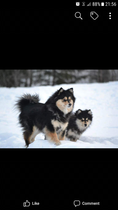 Northern Inuit/British Timber Dogs