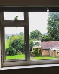 ...to have fallen in love with parakeets