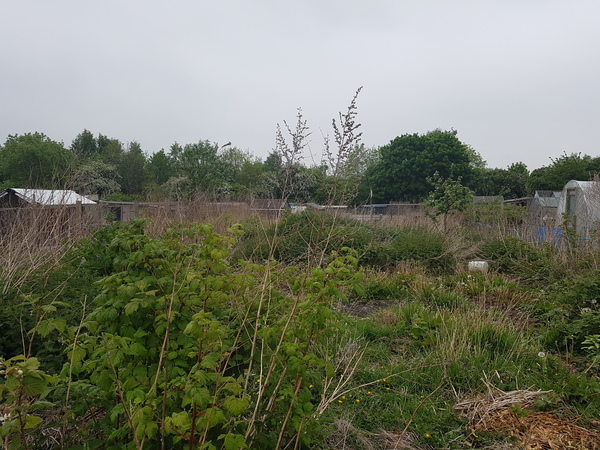 Allotment/Veg patch thread 11 'We bid  farewell to rainbow leaves but will keep plotting along'