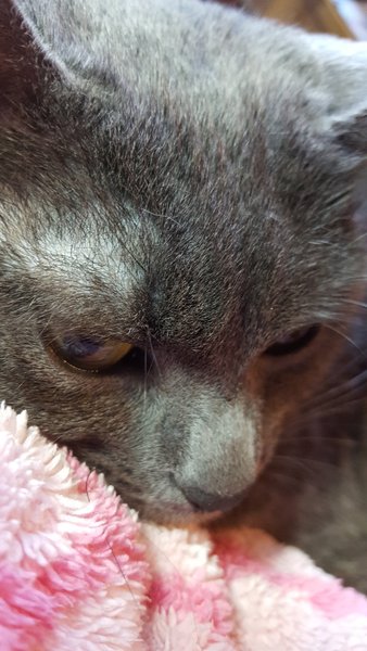 I've been to a cat show and now I'm a bit depressed