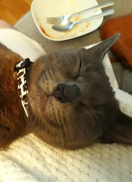 Show me your cats!