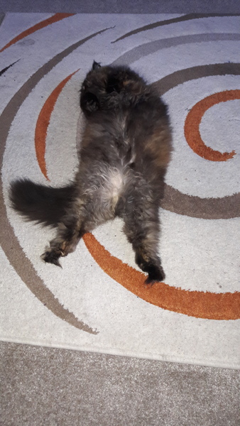 Cat groomer cut my cat’s skin