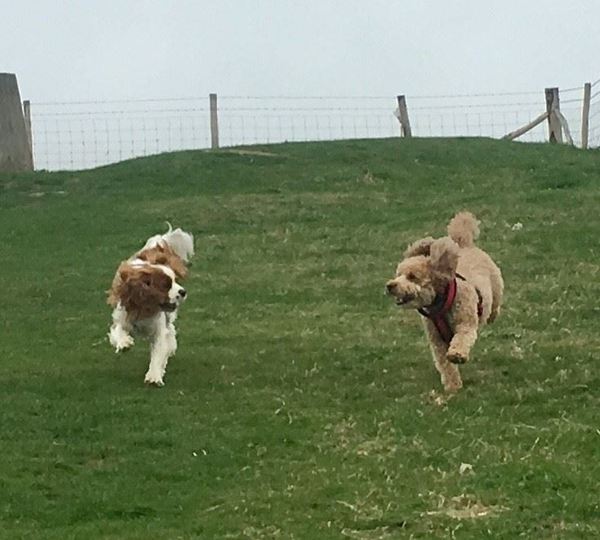 By what age should a dog have developed mature good doggy manners?