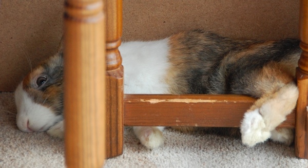 Indoor bunnies - what bed?
