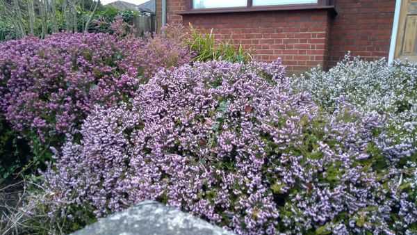 What plant is this