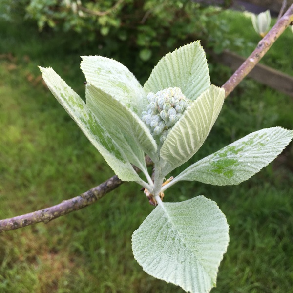 Another tree ID please