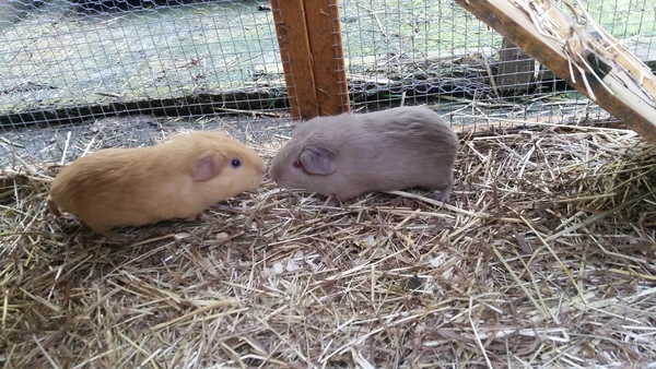 New to Guinea Pigs. What do i need to know?