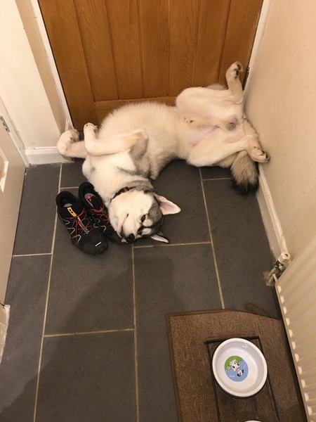 Should we adopt a Husky?