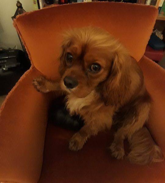 Has anyone volunteered with Pets As Therapy?