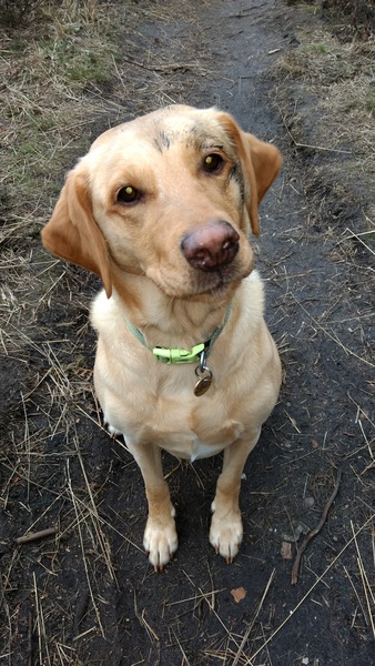 General Dog Chat Part II