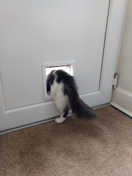 Does anyone else’s cat insist on being both inside and outside at the same time?
