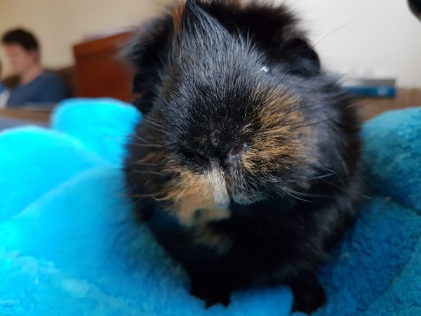 Show me your guinea pigs