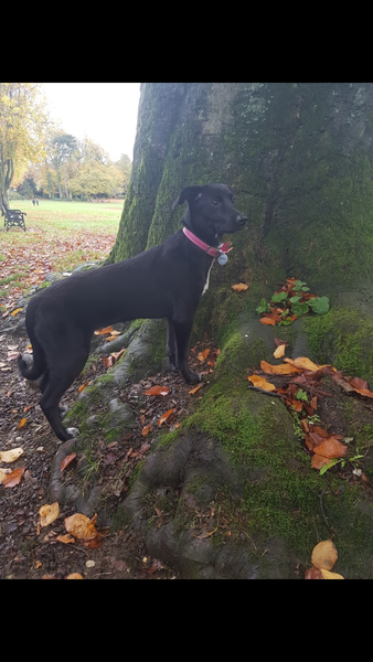 What is your favourite name for a female dog?