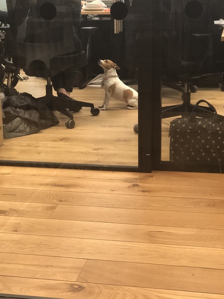 Dogs. Everywhere