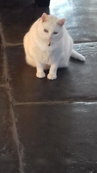 What breed is my cat??