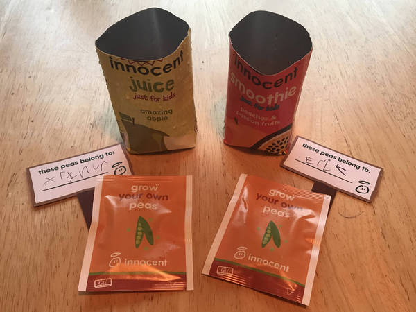 Mumsnet users review innocent’s at home growing kits