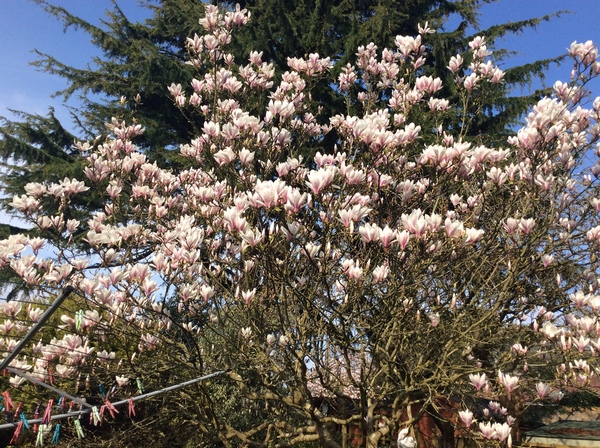 What's blooming in your garden at the moment?
