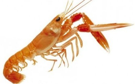 To have not eaten these prawns?