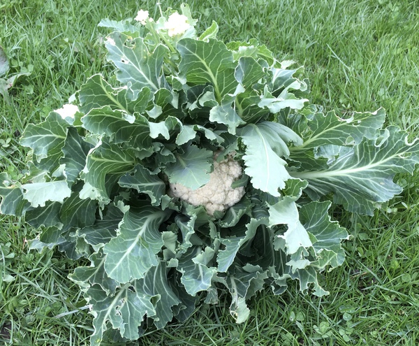 Allotment/Veg patch thread 11 'We bid  farewell to rainbow leaves but will keep plotting along'