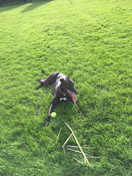 Any Greyhound owners around?