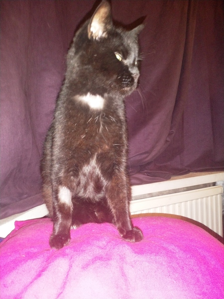 Favourite cat more grumpy then usual