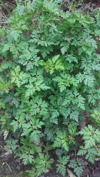 What plant is this?