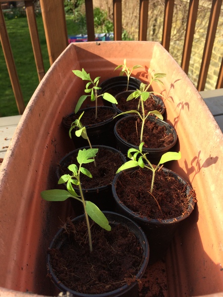 Allotment/Veg patch thread 11 'We bid  farewell to rainbow leaves but will keep plotting along'
