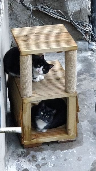 What's your DCat up to today? Episode 6, Return of the... Cats?