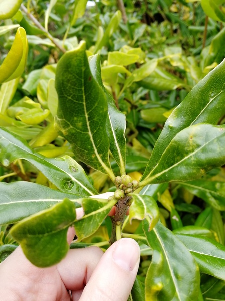 Plant ID please, before I inadvertently kill it...