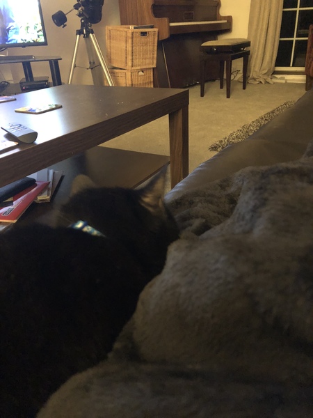 What's your DCat up to today? Episode 6, Return of the... Cats?