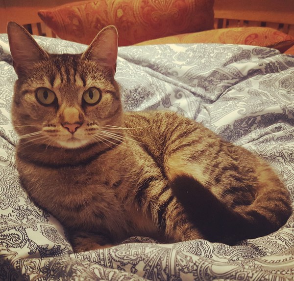 I've been to a cat show and now I'm a bit depressed