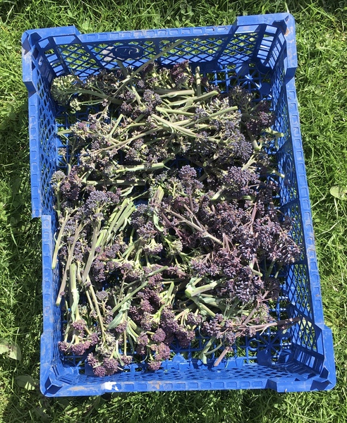 Allotment/Veg patch thread 11 'We bid  farewell to rainbow leaves but will keep plotting along'