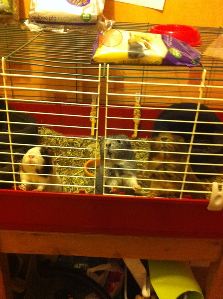 New to Guinea Pigs. What do i need to know?