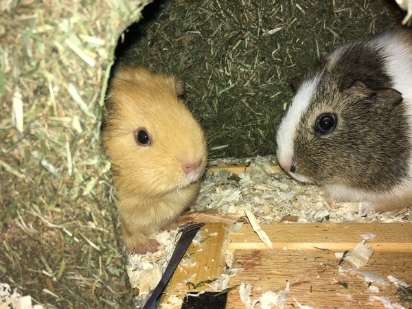New to Guinea Pigs. What do i need to know?