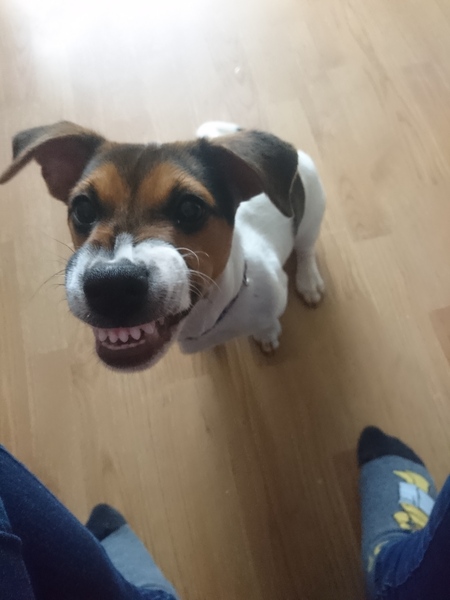 What a beautiful dog!