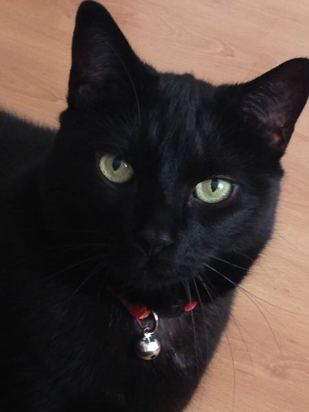 Show me your cats!