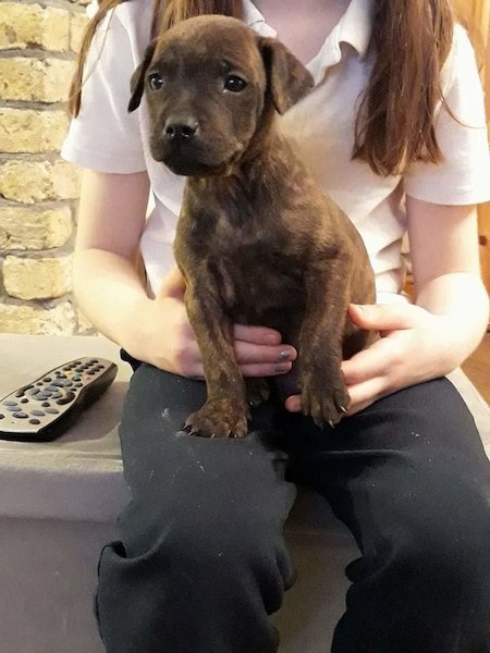 new pup - inspiration for flower/plant names please! (pic attached)