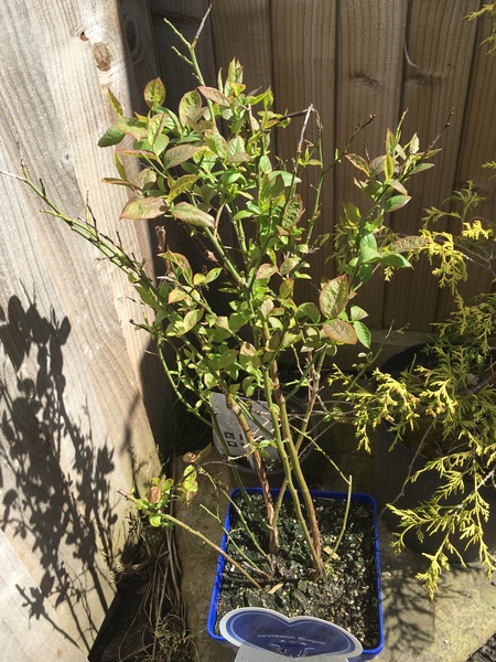 Anyone growing blueberries, advice?