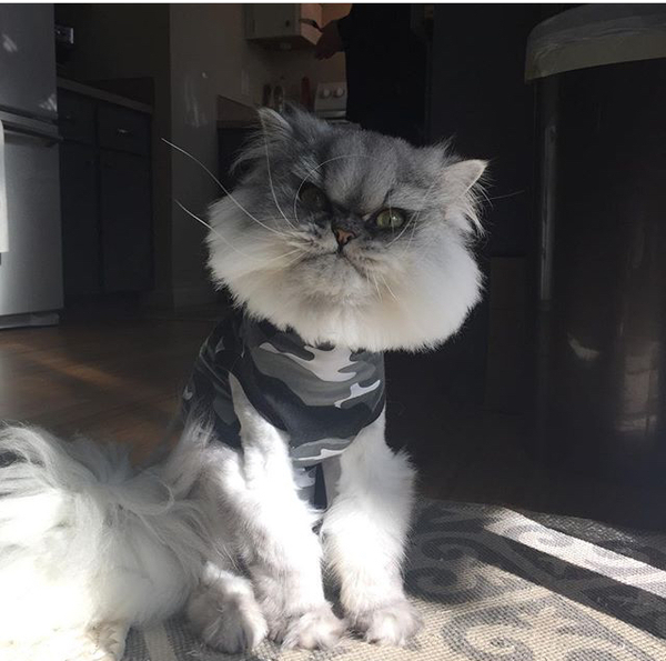 To get his cat neutered?