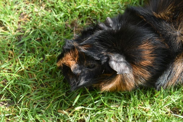 New Guinea Pigs...with pigtures