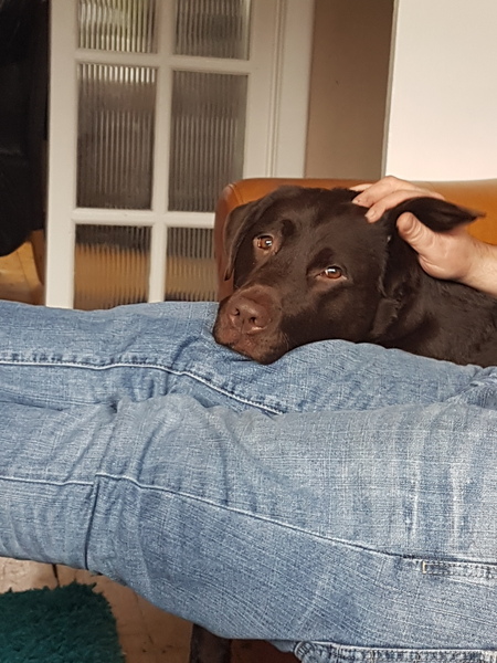 What a beautiful dog!