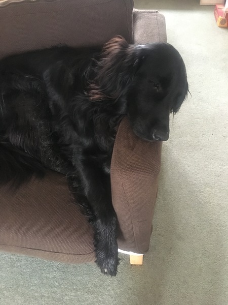 Never thought I’d love a dog like this