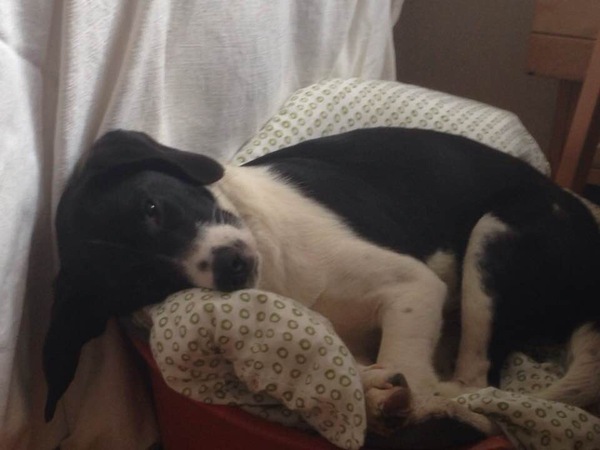 New Puppy - 'shivering' when sleeps?